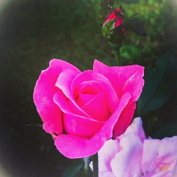 Meet your Posher, Kristy - Picture 4 of 5